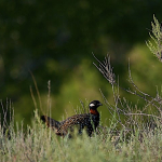 Francolinus francolinus