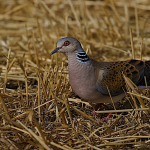 Streptopelia turtur