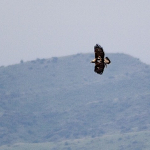 Aquila heliaca