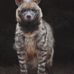 Hyaena hyaena