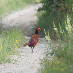 Phasianus colchicus