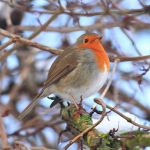 European Robin