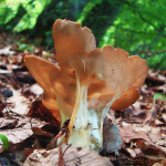 Helvella acetabulum