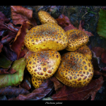 Pholiota jahnii