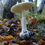 Amanita citrina