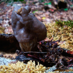 Helvella lacunosa