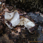 Helvella lacunosa f. alba