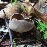 Helvella solitaria