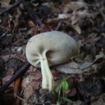 Helvella solitaria