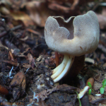 Helvella solitaria