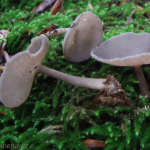 Helvella macropus