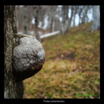  Young specimen of Fomes fomentarius.