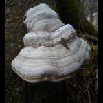 Fomes fomentarius 