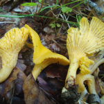 Cantharellus cibarius