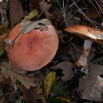 Cortinarius rufoolivaceus