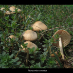 Marasmius oreades