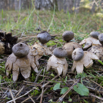 Geastrum coronatum