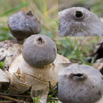 Geastrum coronatum - Variation in the peristomes.