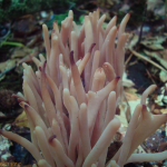 Clavaria fumosa