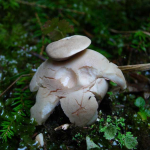 Geastrum rufescens