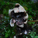 Geastrum rufescens