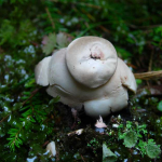 Geastrum rufescens