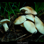 Calocybe  gambosa