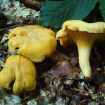 Cantharellus cibarius