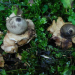 Geastrum triplex