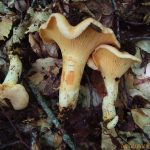 Cantharellus subpruinosus