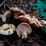 Lactarius acerrimus