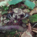 Craterellus cinereus