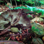 Craterellus cinereus