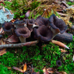 Craterellus cornucopioides