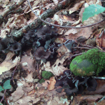 Craterellus cornucopioides