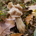 Helvella crispa