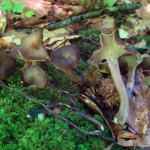 Craterellus pusillus