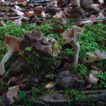 Craterellus pusillus