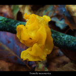 Tremella mesenterica