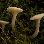 Hygrocybe virginea