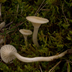 Hygrocybe virginea