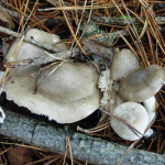 Hygrophorus agathosmus