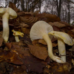 Hygrophorus chrysodon