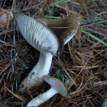 Hygrophorus latitabundus