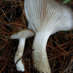 Hygrophorus latitabundus - Hymenium and stipe