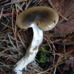 Hygrophorus latitabundus