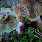 Lactarius sanguifluus