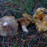 Lactarius sanguifluus