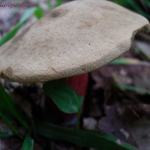 Boletus calopus