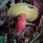 Boletus calopus